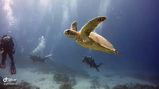 Winter diving in Okinawa