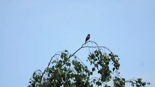 The song of the chaffinch