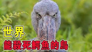 你知道能殺死鱷魚的鳥有多恐怖嗎？你見過四百度熱水都煮不熟的螃蟹嗎？今天一次帶你看個夠！【黑土日记】