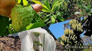 Uncovering Rollinia & Malay Jackfruit, King Thai Mango Planted + Fruit Fly Returns!