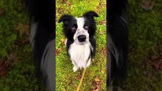 Eingestellt oder nicht?🫶 #hundetraining #bordercollie #dog #dance #hund #hunde #hundeliebe