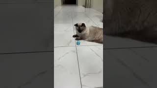 Entertain Your Feline Friend With Smart Cat Toy Automatic Rolling Ball Electric Interactive Toy