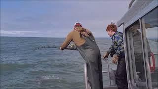 13 year old reeling in 112 lb. Halibut