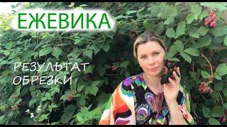 ЕЖЕВИКА | РЕЗУЛЬТАТ ОБРЕЗКИ