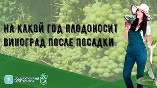 На какой год плодоносит виноград после посадки