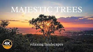 Majestic Trees in 4K - Peaceful landscapes with relaxing music