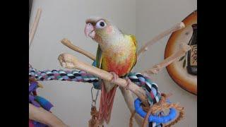 Video #7 -- Pine and Apple's Baby Pineapple Green Cheek Conures