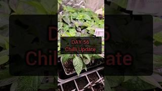 DAY 56 Chilli Update!