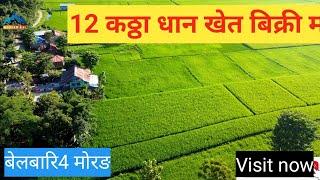 Morang,Belbari wada no 4#cheap_land_for_sale_at_nepal #12 katha khet tu bikrima#East nepal real est