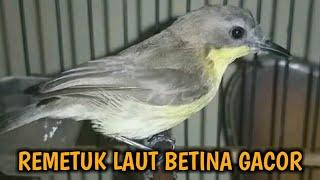 Suara Remetuk laut Betina Gacor | Pikat Burung Remetuk / Siur Paling Ampuh