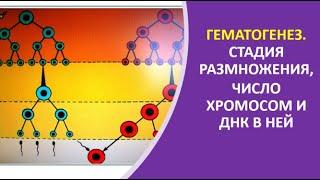 15. Гематогенез. Стадия размножения, число хромосом и ДНК в ней