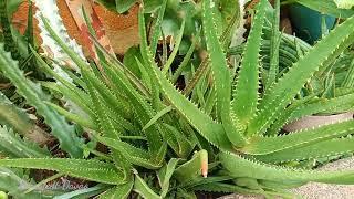 #504 Lush Aloe Vera Plant in My Garden.. Cutting Propagation.... Succulent Davao