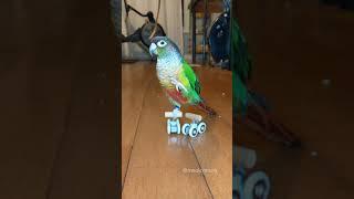 Green Cheek Conure Waves When He Is Standing On Roller Skates