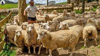 La granja ovejas más grande Nueva Zelanda - Millones de ovejas reciben así cuidados especiales