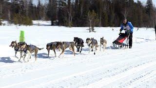 Copper Dog 150 Sled Dog Races (2020)