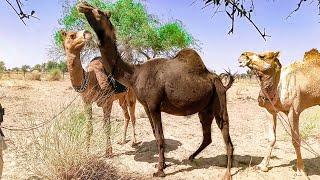 Special Video Of Camel || Camel Love Get Up New Styles || Camel by Thar