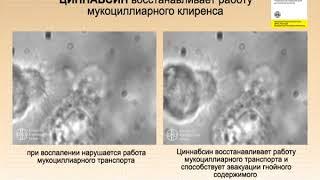 Состояние мукоцилиарного транспорта на фоне применения  препарата Циннабсин (данные эндомикроскопии)