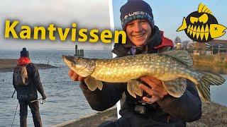 Topstekken vanaf de kant – Streetfishing in Hellevoetsluis