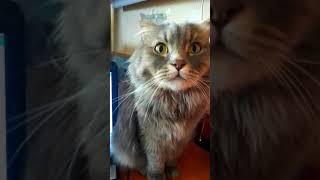 Котик - пытливый ум ️ #shorts #short #shortvideo #shortsvideo #cat #cats