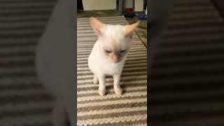 Frosty the Cat #catshorts