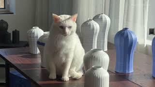 SUB] 도자기 작업실의 이상한 고양이 진주 | Jinju, the cat in ceramicland.