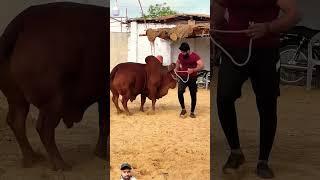 Allah Hu Akbar Bodybuilder Cow  #bull #cow #animals️ #islamic #video #Bakra #Eid #youtube #shorts