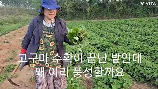 시금치국 미역국 보다 더 부드럽고 맛도 좋고 당뇨가 있는 왕언니 혈당이 안올라 간다고 좋아 하네요