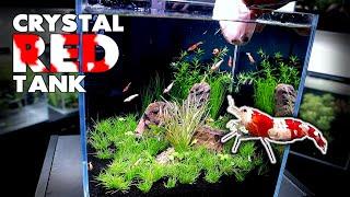 Aquascape Tutorial: CRYSTAL RED SHRIMP Nano Cube (How To: Planted Aquarium Step By Step Setup)