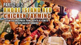 AMAZING RHODE ISLAND RED FARMING: SISIW PALANG, PWEDE NANG IBENTA AT PAGKAKITAAN ANG RIR CHICKEN