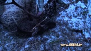 Жизнь в тайге на Дальнем Востоке. Часть 3. Охота на изюбря.