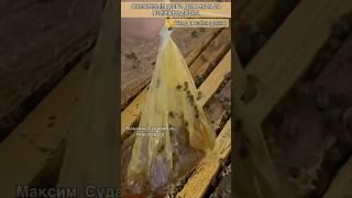ЛУЧШИЙ способ ухода за пчёлами для начинающих!