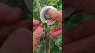 Grafting process#agriculture #gardening #homegarden #shortsfeed #shortsviral #tree #garden #farming