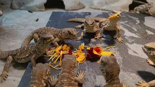 Elevages Lisard (2021) Uromastyx aegyptia babies eating flowers