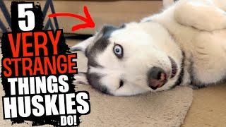 5 VERY STRANGE Things That Huskies Do!!!