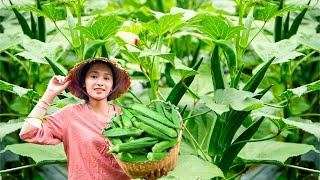 How a Country Girl Harvests and Sells Okra – Farm Life with Linh Đan