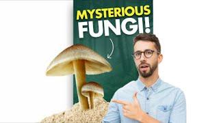 This Fungus eats Radiation! | Knowledge Station#shorts#facts