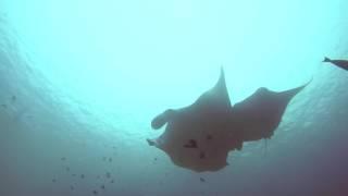 Swimming with Manta Rays - Komodo National Park