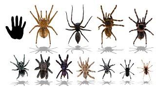 Top 20 Largest Spider Species | Explained