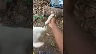 very long time meet my darling very happy  me  love dogs  # please subscribe to my channel 