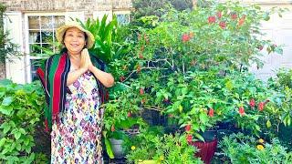 Another bountiful harvest . Cincinnati Awang Leikai kitchen Garden update