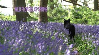 WILD FLOWERS OF SPRING - BLUESBELLS - WOODLAND PHOTOGRAPHY