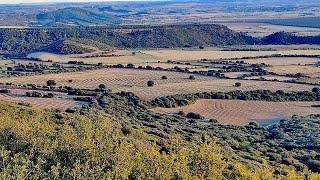 Plantación en Línea Clave