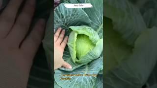 Homegrown Goodness #shorts #shortvideo #gardening #homegrown #viralvideo