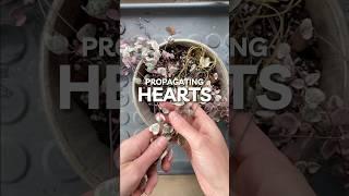 Making a FULL pot of Variegated String of Hearts #houseplants #propagation #plants