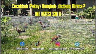 Pakoy/Bangkok disilang Birma apakah cocok? simak ini versi SN