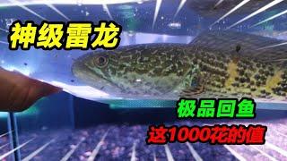 1000块钱买了3箱赛级雷龙鱼，竟然送的比买的都多，这钱花得真值