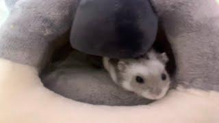 Sparkles the Hamster trying her Gray Koala Bed #shorts