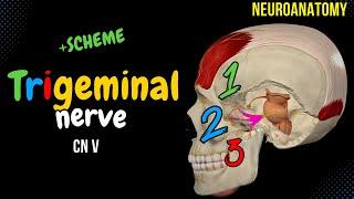 CN 5: Trigeminal Nerve (EASY Scheme + Animation)