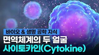 [바이오 & 생명 공학 지식] 면역 체계의 두 얼굴 사이토카인(Cytokine)