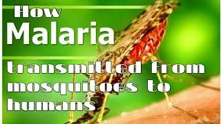 How is malaria transmitted from mosquitoes to humans#trending#viralvideo